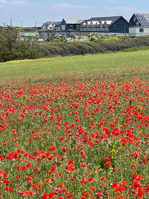 Poppy fields at West Pentire at The Bowgie Inn in Newquay