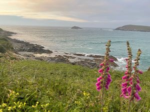 Wildlife, seabirds, flowers, hiking, rock pooling  at The Bowgie Inn in Newquay