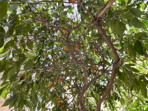 Sitting under an orange tree  at Miga de Nube in Mallorca