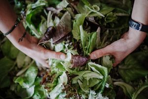 Fresh regional salads every day at L‘ Insalatina in Merano