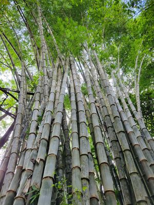 Bamboo in the garden at Waterfall Villas in Dominical