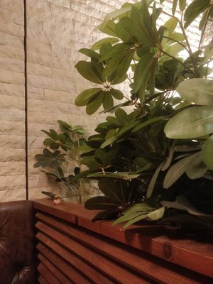 The green side of the private room at FANCL Brown Rice Meals in Tokyo