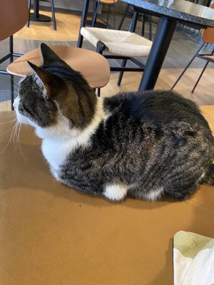 Dirk, a cute visitor that sometimes wants to be left alone. at Copper Branch in Utrecht