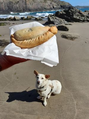 Traditional cornish pastry at Losh's Pasties in Haverfordwest