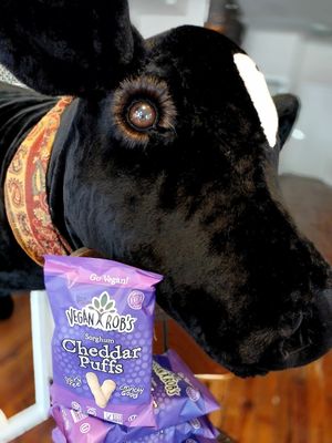 Cow approved Vegan Rob's Cheddar Puffs! at American Vegan Center in Philadelphia