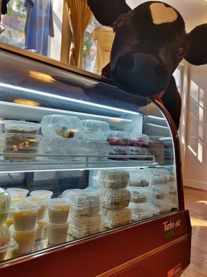 Our mascot loves vegan goodies! at American Vegan Center in Philadelphia