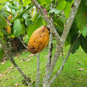 Cacao fruit at Nortico Cacao Farm in Turrialba