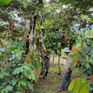 Fresh bananas at Nortico Cacao Farm in Turrialba