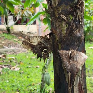 Lots of wildlife at Nortico Cacao Farm in Turrialba