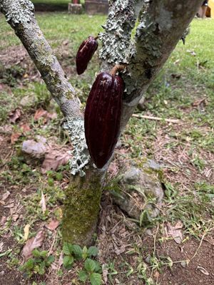 Kakaofrucht   at Nortico Cacao Farm in Turrialba