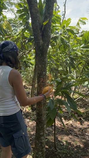 Frucht wird geöffnet   at Nortico Cacao Farm in Turrialba