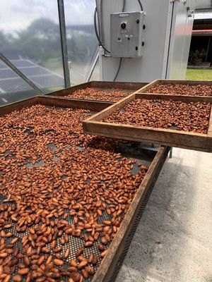 Dörren  at Nortico Cacao Farm in Turrialba