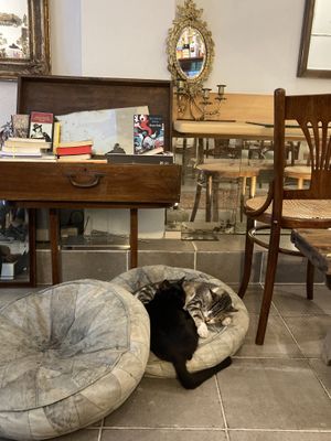 Complete with adorable cats at Vacilando in Istanbul