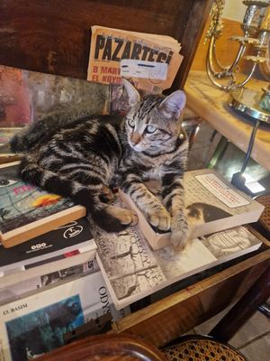 Cats chilling at Vacilando in Istanbul