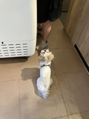 Doggy!  at Sweet Republic Hvar in Hvar