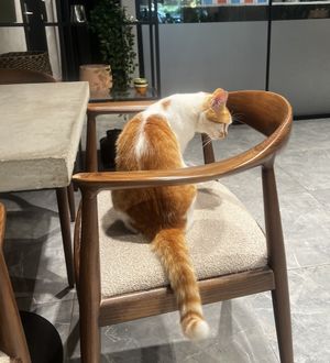 Cats are welcomed inside!  at iNput in Ankara