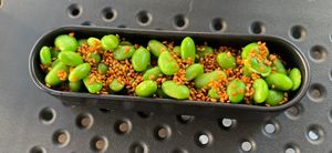 Edammame als Vorspeise   at Krea in Tettnang