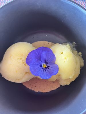 Vegan sorbet 🍧   at Tortuga Lodge & Gardens in Tortuguero