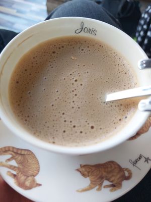  at Pebbles Kitty Cat Café in Rotterdam