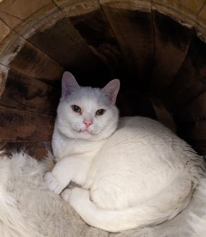 Pixel at Pebbles Kitty Cat Café in Rotterdam