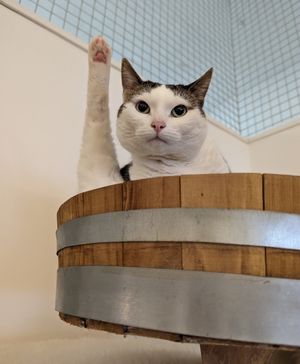 Luna at Pebbles Kitty Cat Café in Rotterdam