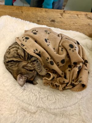   at Pebbles Kitty Cat Café in Rotterdam