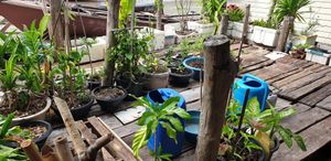 Small organic garden at MR.BOY CAFÉ in Koh Siboya