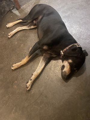 Doggy  at La Olita - temporarily closed in Brisas De Zicatela