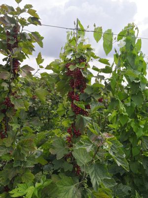 Rode aalbessen at Pluk Je Fruit in Edegem