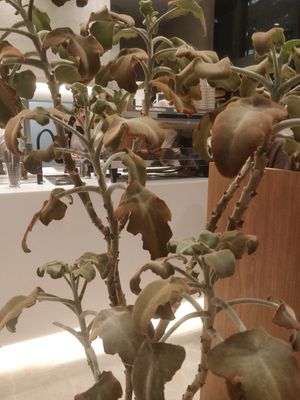 Interior 2 at Toffee Tokyo in Tokyo