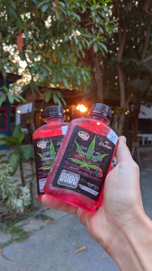  at Green Dog in Chiang Mai