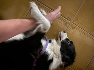 Friendly animals for comfort while you wait  at Bien Plantado in Iquitos