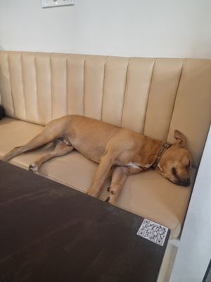 This is the dog of the café (if you're allergic, there is outside seating too) at VERA in Palermo