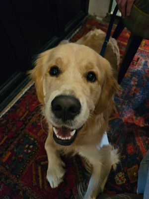 Goldie that loved the Thimble too 🤍 at The Thimble in Dorchester