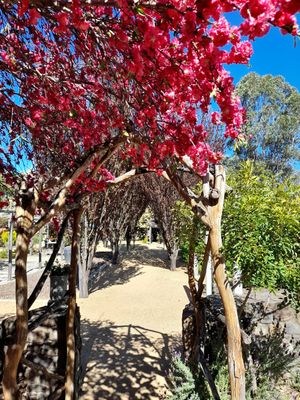 Blossoms at Wild Grounds Cafe in Morgan Park