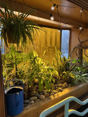   at Life Alive Organic Cafe in Cambridge