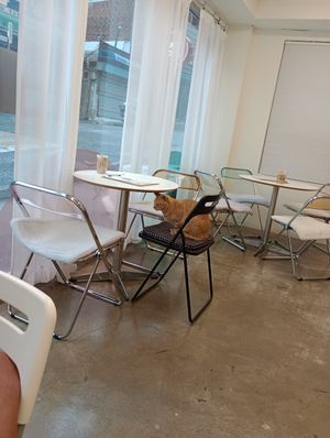 Cat called Cherry just chilling at Sunny Bowl in Seoul