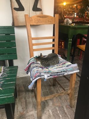 Restaurant cat at Serendiville in Tirana