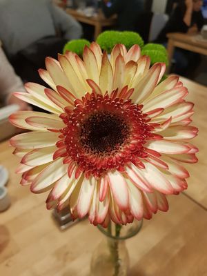Fresh flowers on the tables  at 15 süße Minuten Café - Bistro in Vienna