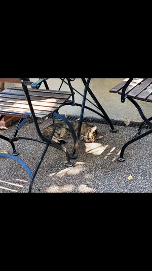  at Kumin Vegan Lezzetler in Istanbul