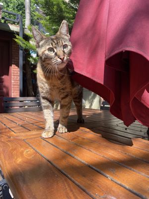   at Kumin Vegan Lezzetler in Istanbul