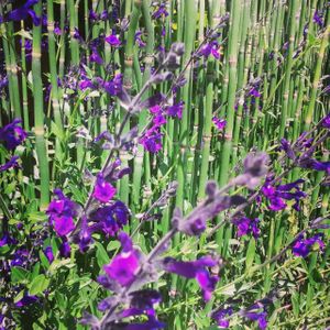 in the garden at Vivi's Vietnamese Noodle House in Hillsboro