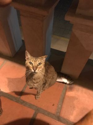Mindi, if you’re lucky enough she might come say hi while you’re eating😄 at Hotel Santa Fe in Puerto Escondido