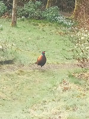  at Esk Yurt in Peebles