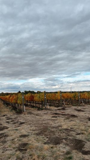 Pepper Bridge Vineyard estate at Amavi Cellars in Walla Walla
