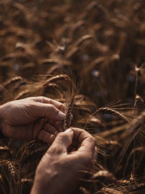  at Joseph Brot in Vienna