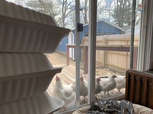 The girls are happy about this Owlery carry out! (Bea, Rose, Opal, Jane and Hattie.) at The Owlery in Bloomington