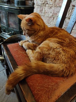 William 🥰  at Tea by the Lock in York