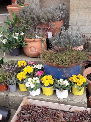Plants! at Tea by the Lock in York