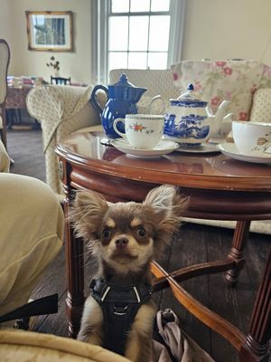  at Tea by the Lock in York